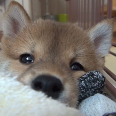 豆柴おと 外でもうるさい子 笑 ピーピーボール大好き犬 豆柴 柴犬 柴犬ライフ いぬのきもち