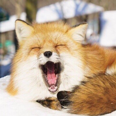 cas the intergender fox!!さんのプロフィール画像