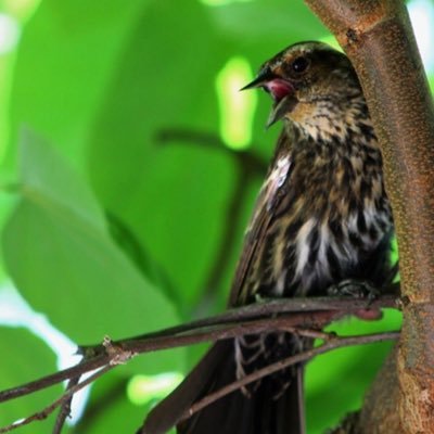 Dingeyfoo's profile picture. “My heart is filled with love and garbage.” - Danny DeVito