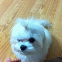 Mansigi~* (@me7ill) 's Twitter Profile