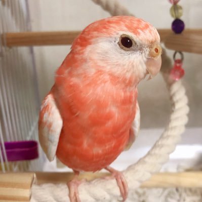 Pinkpinkrenoir A Twitter ペット画像をピンク色に加工してくれるキャンペーンに当選して オカメインコのムーちゃんをピンク色に加工してもらいました 派手 アマリピンク オカメインコ インコ