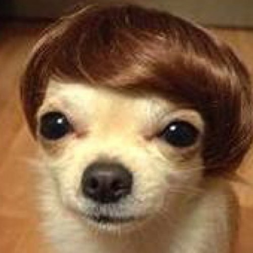 toekneemiller's profile picture. 