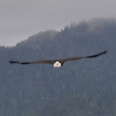 Southern Southeast Alaskan

Man of the woods. 

Tweet of the void.