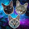 SiamCatChannel's profile picture. Únete a nuestra #FamiliaFelina con más de 370,000 Subs en Youtube😺dónde encontrarás tips, consejos y recomendaciones para el cuidado de tu Gato 😻