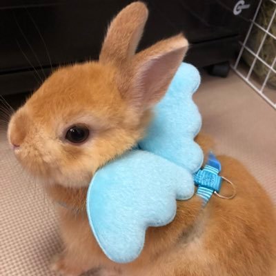 ネザーランドドワーフの男の子。2019年5月26日生まれ。7月22日新しい家族になりました🐰 無言フォロー失礼します(´-ω-`)うさぎ好きさんと繋がりたいですᙏ̤̫͚