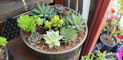 PatchworkWitch_'s profile picture. 24 ☀️♍ 🌙♐ ⬆️♊ #Stoner #Pansexual #Polyamorous #Kink #BDSM #HYPERIAN #UbuntuContributionism
#Survivor of incest/paedophilia/abuse #metoo #Kids2