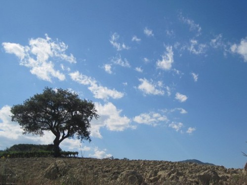 altovastese's profile picture. Il blog http://t.co/aUgFz8GYA9 per valorizzare l'ambiente, la storia, l'arte e la cultura dell'Alto e Medio Vastese, dell'Alto Molise e della valle del Trigno.