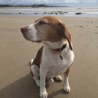 Beagle from the North East of England who likes to explore the coast and countryside. Account managed by @pennyhawley