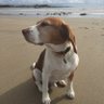 BeadnellBeagle's profile picture. Beagle from the North East of England who likes to explore the coast and countryside. Account managed by @pennyhawley