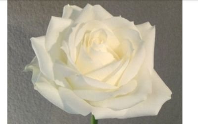 SueFirth2019's profile picture. 