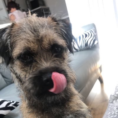 Hi I’m Hattie I live in Wigan with my mum, dad and sister🥰 I am currently 1 years old !! #BTposse