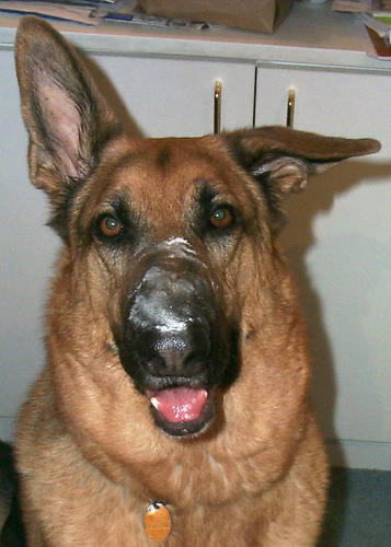 WFHBear's profile picture. Retired PD - Lt,
Viet Nam Combat Vet, 100% Disabled,
Married to Libby,
2 German Shepherd Dogs,
Washington Redskin Fan,
Play 5 and 7 card Stud + 5 Draw.