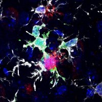 Deierborg's Lab (@deierborg) 's Twitter Profile
