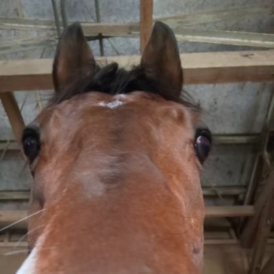 Shin53550952's profile picture. テスト用垢です