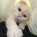 Ozlem Yildiz (@ozlemyildiz035) Twitter profile photo Ozlem Yildiz (@ozlemyildiz035) Twitter profile photo