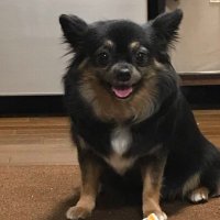 小悪魔なソラ・パパ (@nabeman1122) 's Twitter Profile