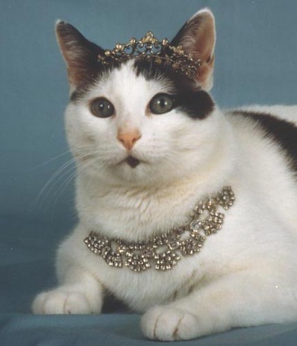 MyPrincessKitty's profile picture. Trainer & mom of Princess Kitty® “The Smartest Cat in the World”; foster mom to rescued purring kittens; professional cat trainer, writer, editor.