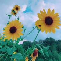 AVプロダクション C-more 代表🙋♀️ 兼 裸の王様👑 (@harajuku_king_) 's Twitter Profile Photo AVプロダクション C-more 代表🙋♀️ 兼 裸の王様👑 (@harajuku_king_) 's Twitter Profile Photo