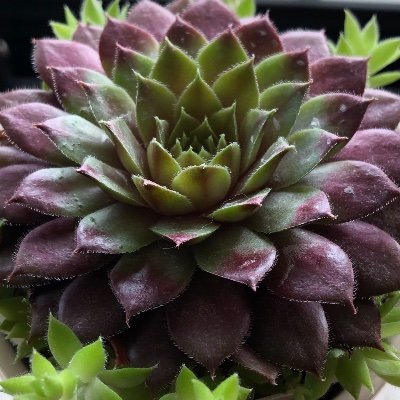 趣味を中心に呟いていきます!
多肉植物・料理初心者です☆
みなさんのツイートを参考に勉強したいと思っています!
よろしくお願いします^_^
Twitter初心者ですが気軽にフォローしてください☆