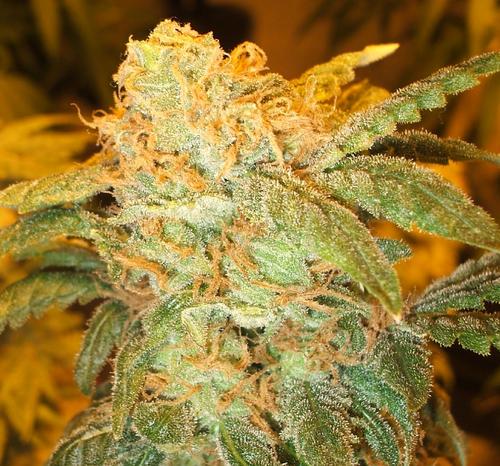 DatPiffff21's profile picture. GET HIGH FTW!!!