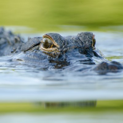 UF Postdoc Affairs