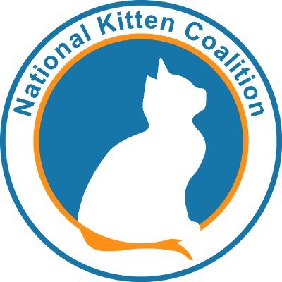 A nonprofit teaching others how to save at-risk kittens.