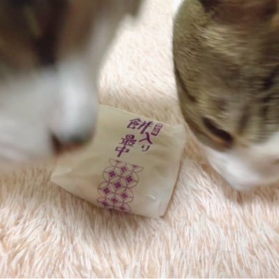 omonaka614's profile picture. 新幹線に乗った🐈