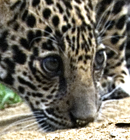 cowgirl007's profile picture. 