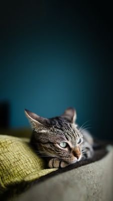 mog04101's profile picture. アカウント作り直し！
焼酎　海老　モンブラン美味しい！
野球かっこいい