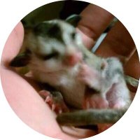 Monica (XS) (@sassinya) 's Twitter Profile