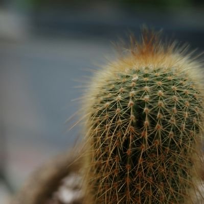 codino_dq10's profile picture. ドラクエ10用アカウントです！継続は力なりで全職カンスト