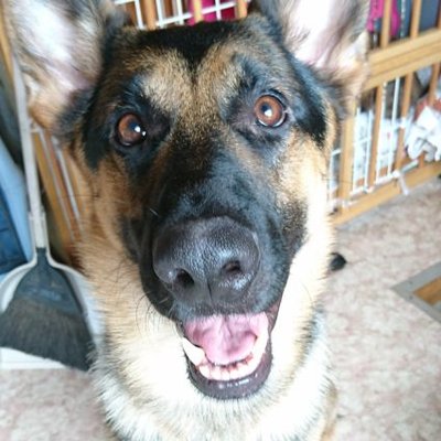 みか 今月のいぬのきもちの付録 スヌーピーの飼い主さんと犬も使えるリュック 3匹を代表してアル君にモデルになってもらいました チワワのアル君には大きいみたいです おデブ代表のパグのぷ T Co I8kezxjkoo