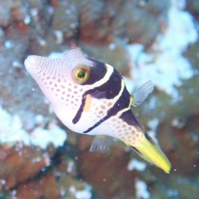 Umi On Twitter ピカチュウウミウシと呼ばれるウミウシ 色合いがね 可愛いよね 体長は2センチくらい 癒し 伊豆 平沢 ダイビング ピカチュウウミウシ ほんとは ウデフリツノザヤウミウシ