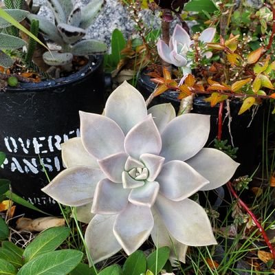 Saaatk3's profile picture. ドロス/Hawaiian6/HEY-SMITH/オーラル/10-FEET/フォーリミ/ハルカミライ/ボーンズ/他にもたくさん*音楽とライブとスイーツが好きなかなりの大人**11/26テンモバ*12/10 スカランブル*12/14年末調整*12/18HW6鈴鹿*12/20&21メリロ