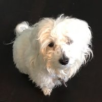 DeFi(@AnimalsGiveAll) 's Twitter Profile Photo