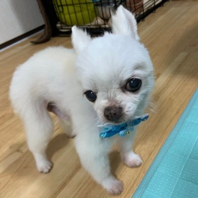 とうこ 昨日 むーちゃんのホルモンの薬をもらいに 犬の甲状腺機能低下症 通称 ラットテイルと呼ばれる病気 ネズミみたいなしっぽ 大きな犬がなりやすいみたい ずっと 皮膚病 アレルギー 老犬だからと思ってたら違ってた 心当たりの方は病院へ 驚き
