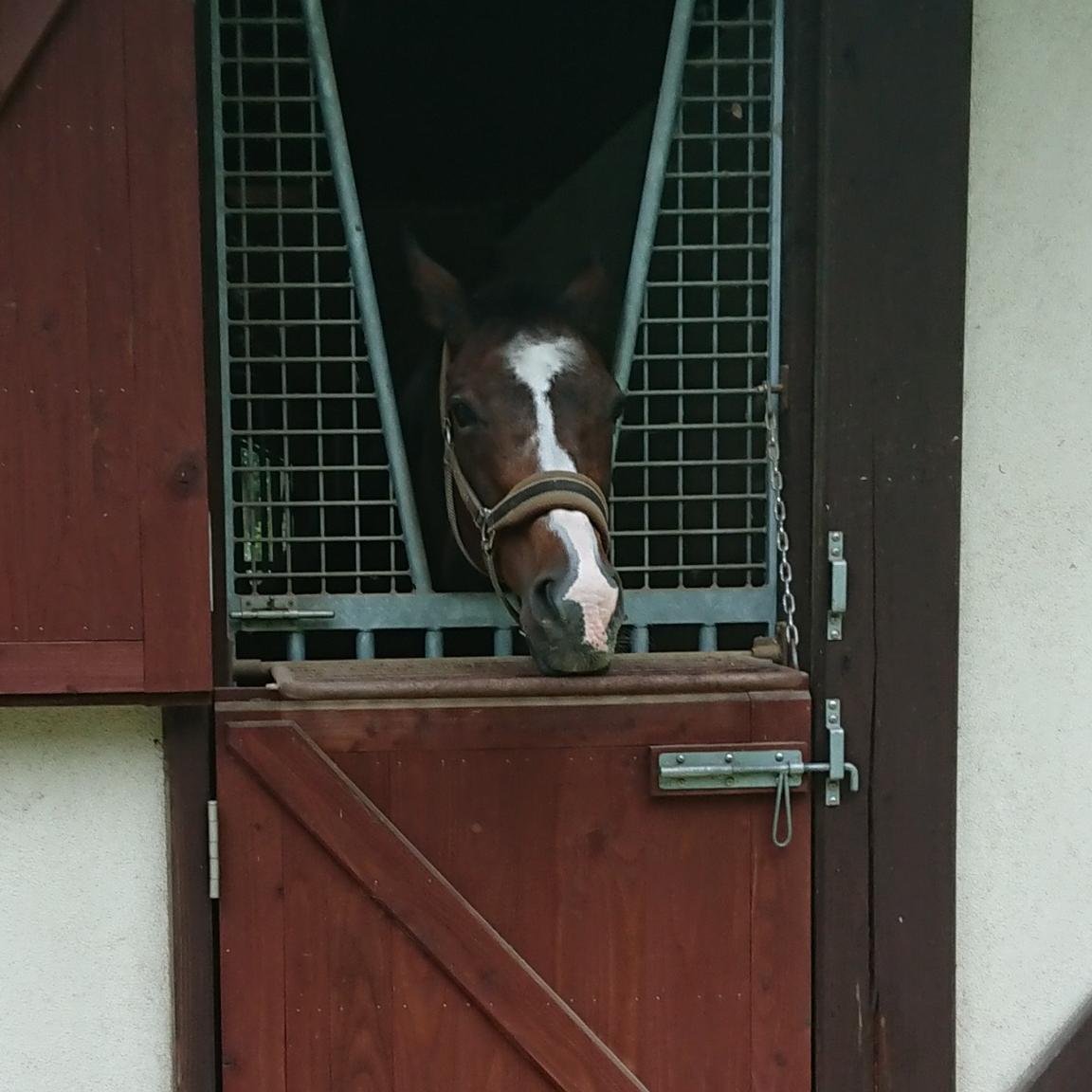 馬が好きです。馬券も眺めてるのも。
主にPOGメインでやってますが、他もやってます。
アイコンはウインドインハーヘアお母さんです。