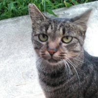 はんなり (@mcibrjjgki12mhp) 's Twitter Profile
