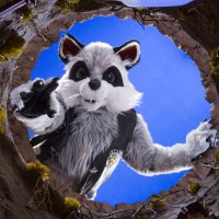 Joleii 🏳️🌈 (@joleiiraccoon) 's Twitter Profile
