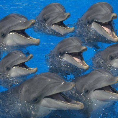 いるかるか (@EZ034) / Posts / X