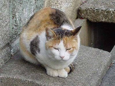 猫なべ太さんのプロフィール画像