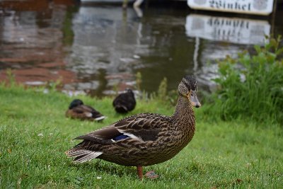 IT-Specialist, Comic Nerd, Hobby Photographer, Duck Enthusiast