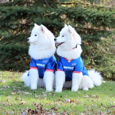 Grand Champion Samoyed sisters living the retired show dog life howling & traveling for our @BuffaloBills @BuffaloSabres @TarHeelFootball & @UNC_Basketball