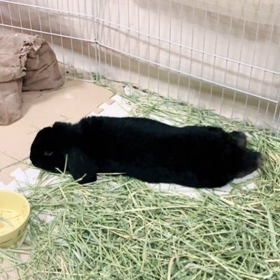 SkyRabbit_Bean's profile picture. ダイエット中アラフィフです。