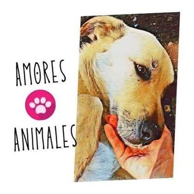 amores_animales Profile Picture
