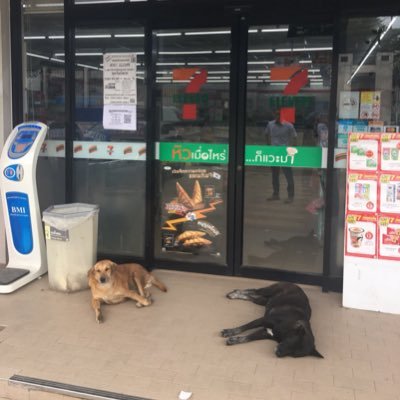 tsyuyo's profile picture. タイ🇹🇭 2019年から駐在