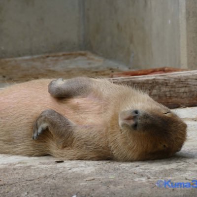 anartoflosing's profile picture. quite bad at being a human