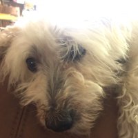 Dogs against deplorables(@truthte81001887) 's Twitter Profile Photo