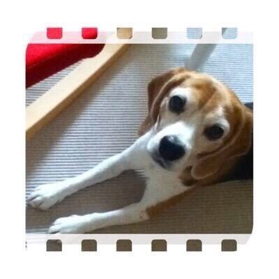 Hi! Im Nala! 
なら です。よろしくお願いします😊 　Nala🧡06.Oct 2006 - 20.Jul.2022 #ビーグル  #Beagle  #犬のいる幸せ