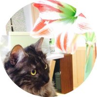 丸大豆醤油 (@marudaizushoyu) 's Twitter Profile Photo